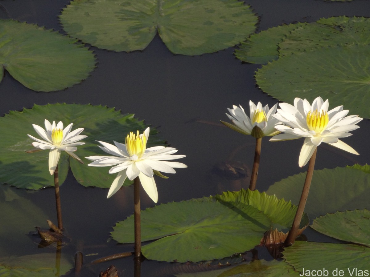 Nymphaea pubescens Willd.